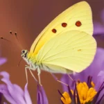 yellow butterfly meaning