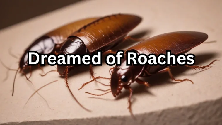 Dreamed of Roaches